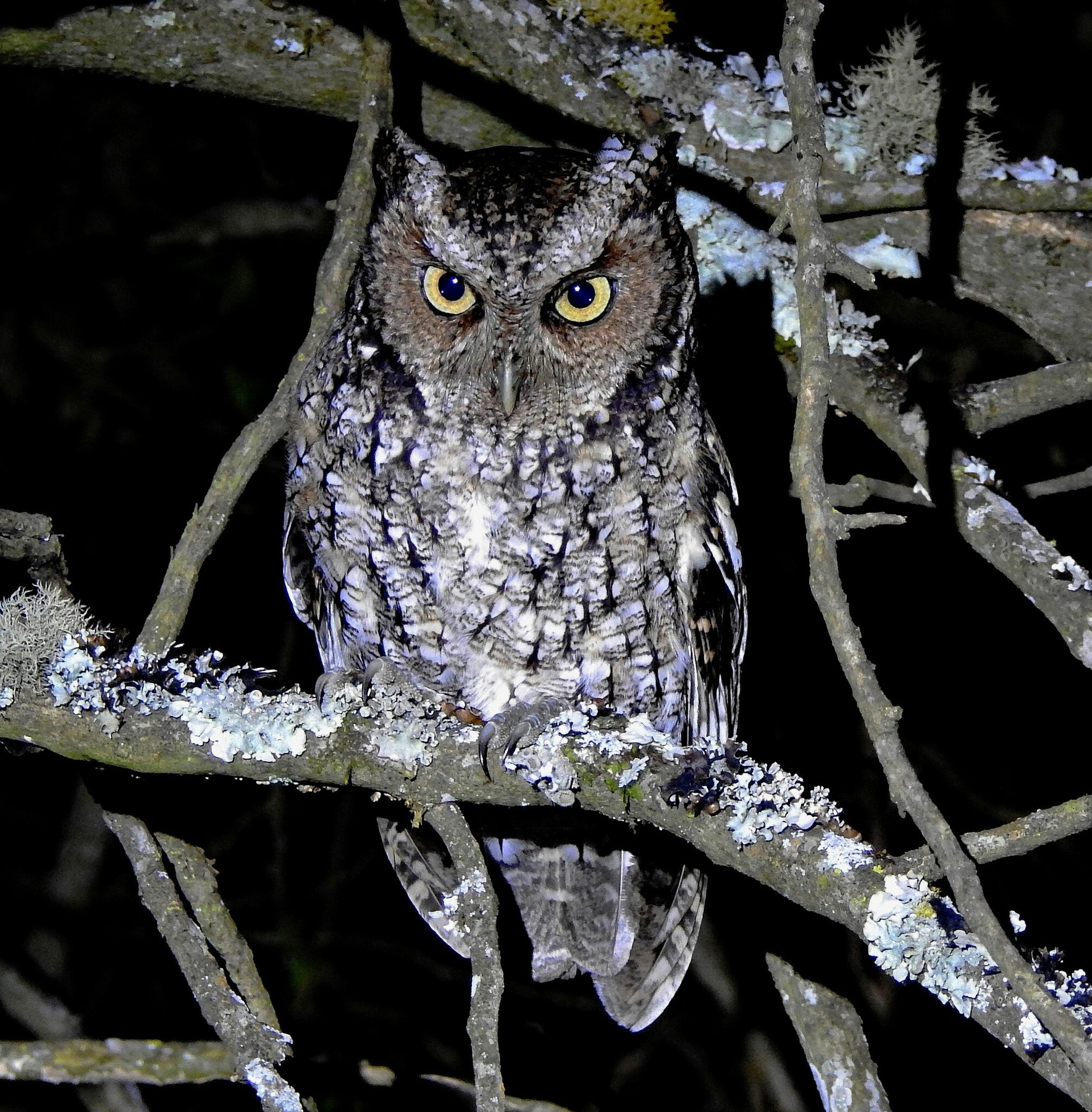 Owl in the Dark