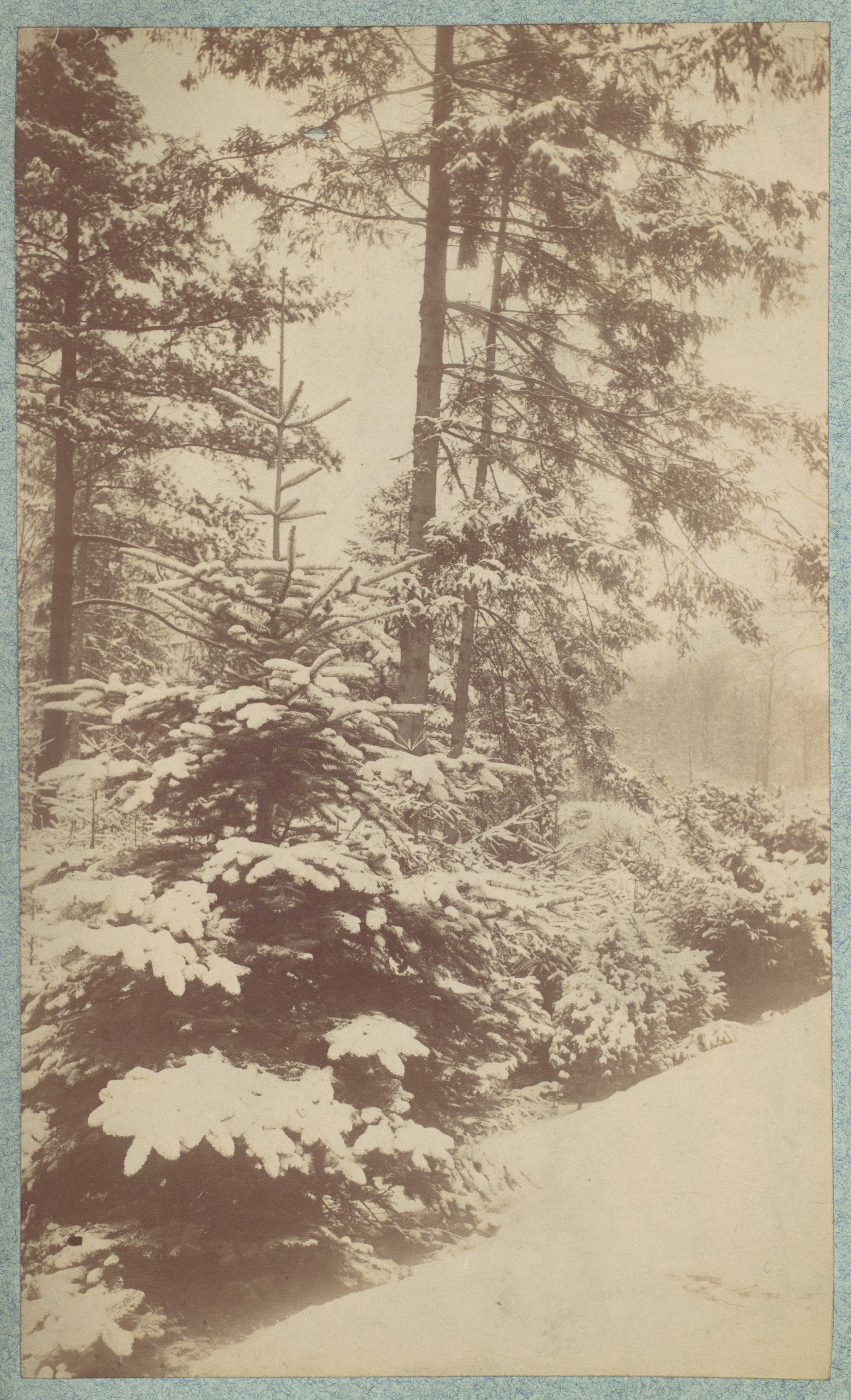 [Pines in Snow]