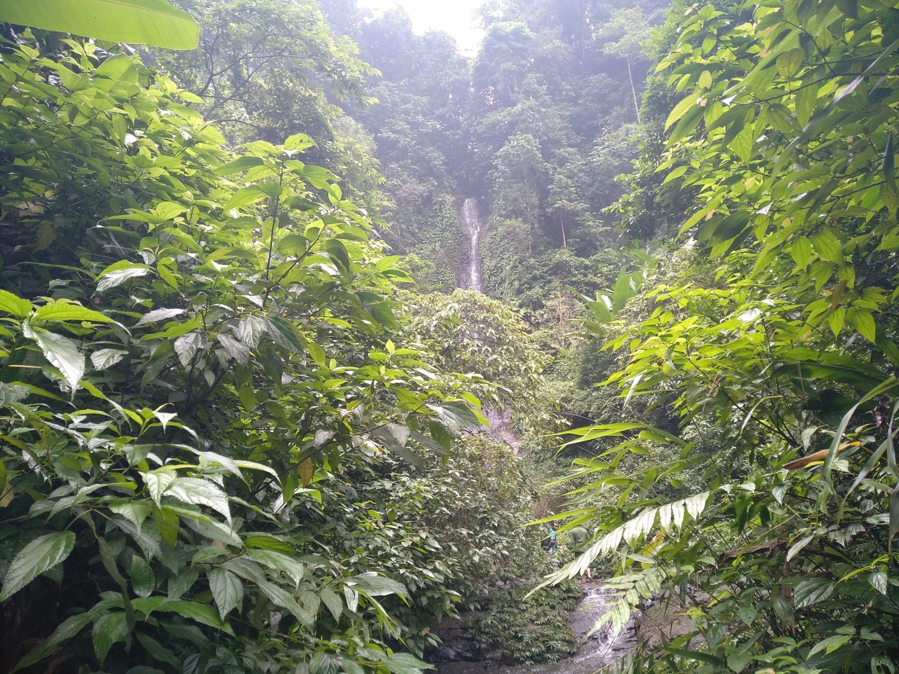 Rainforest Waterfall
