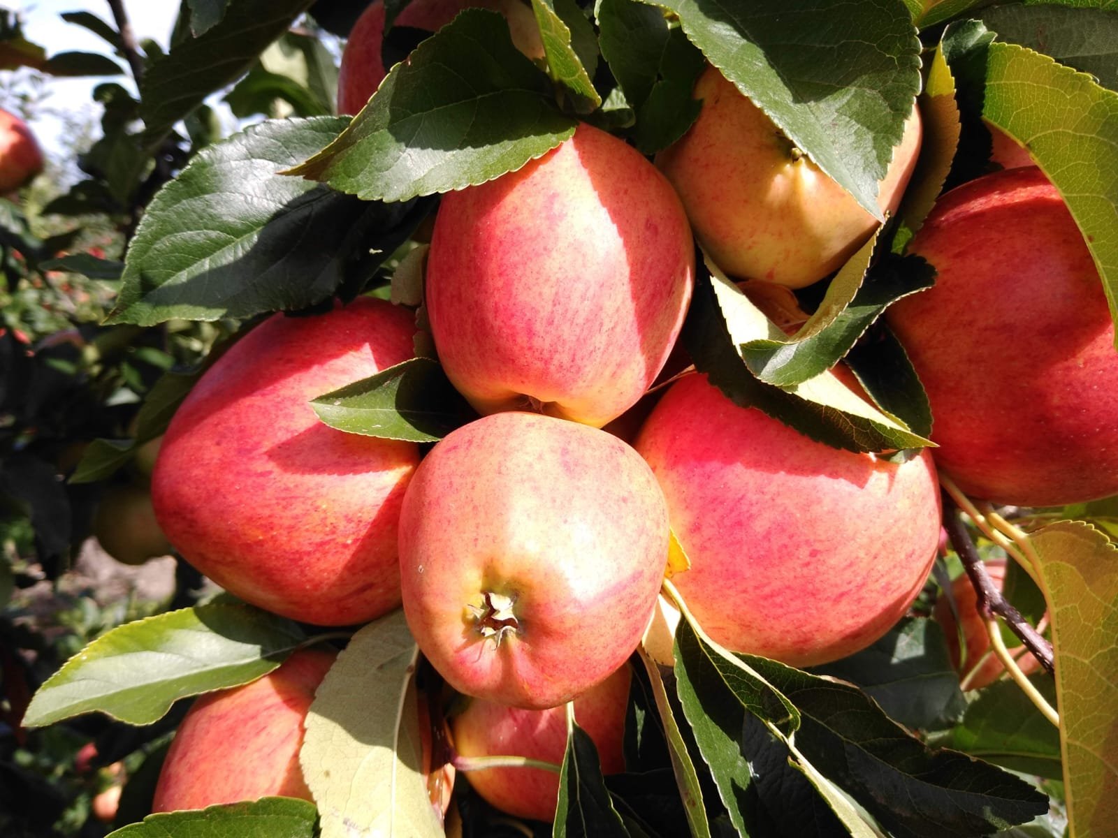 Red Apples on the Branch