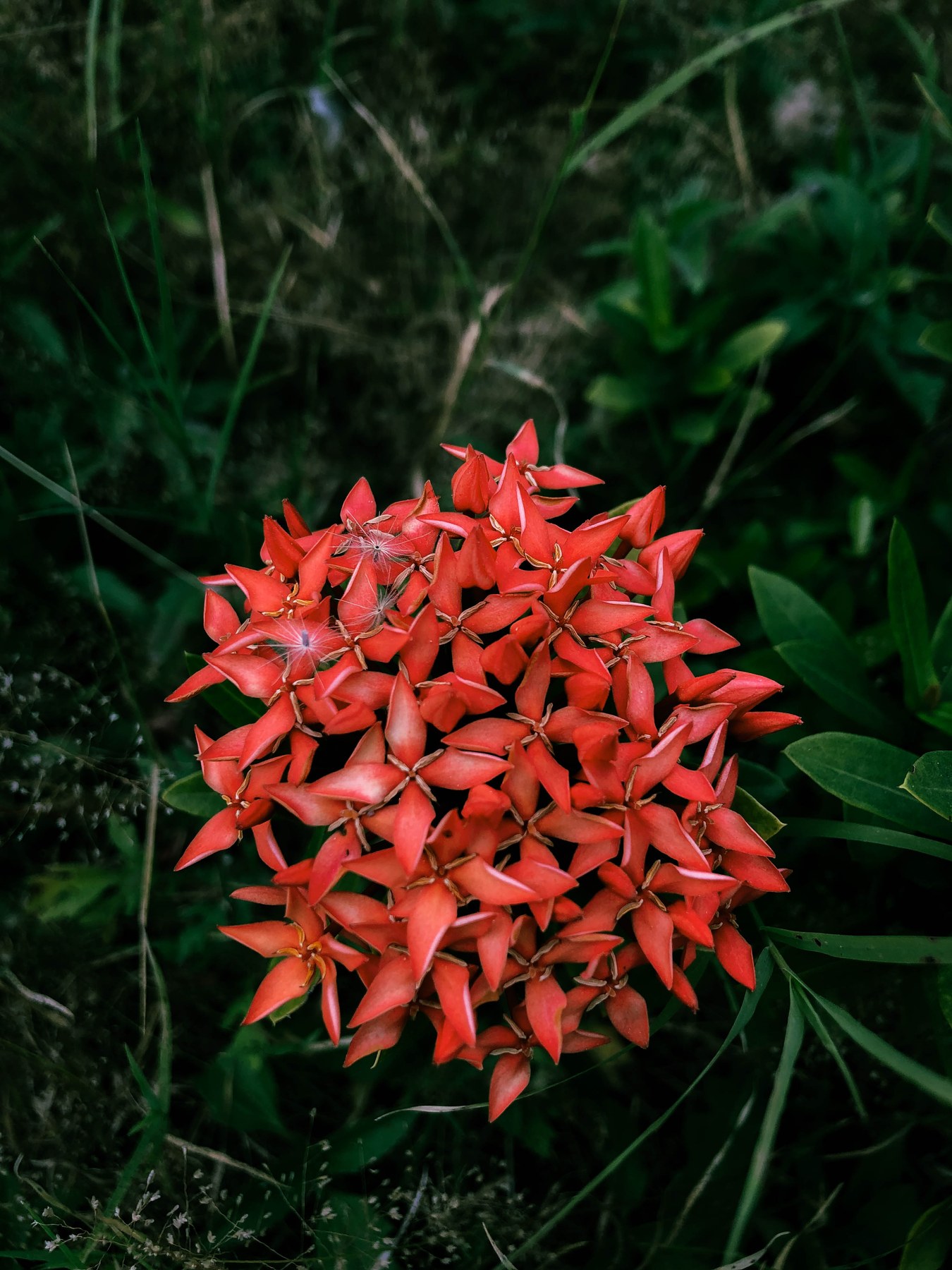 Red Ixora Flower