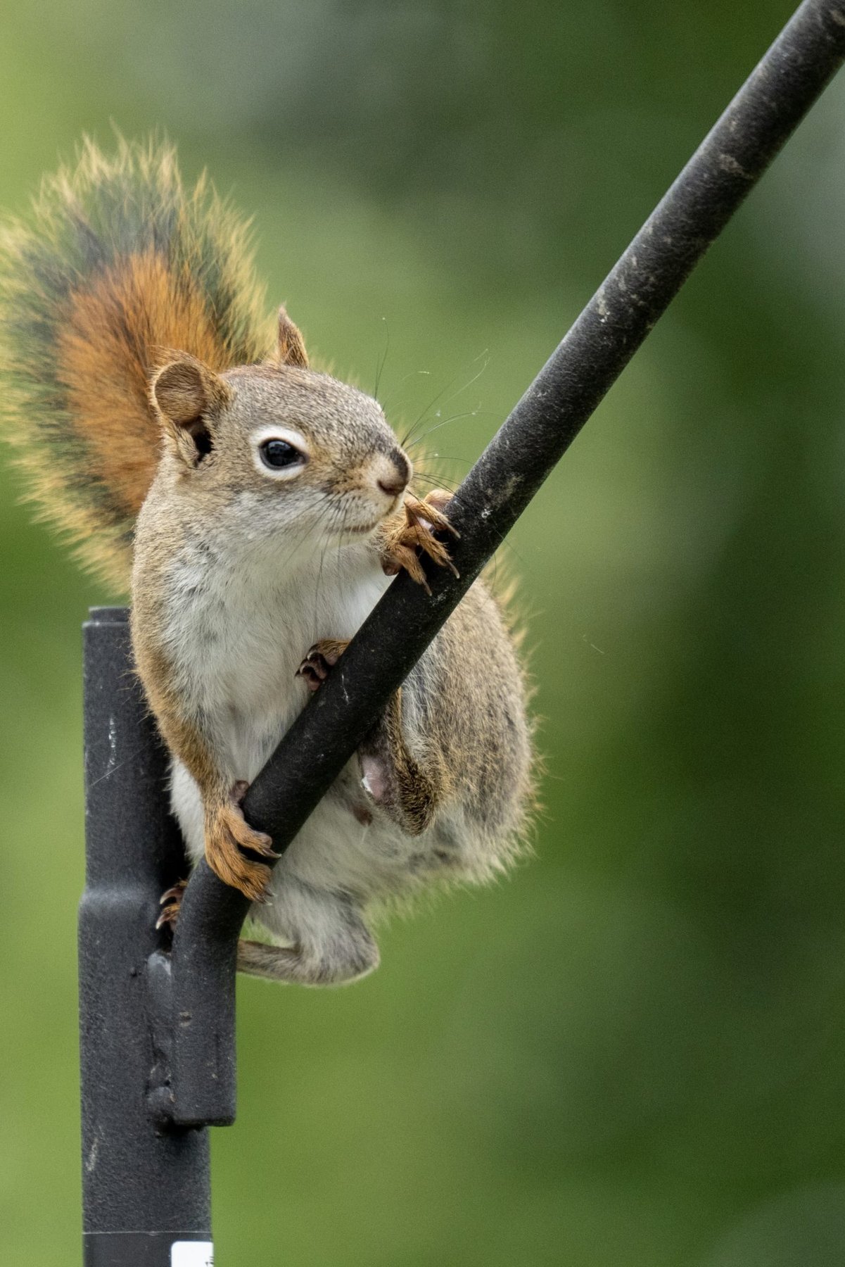 Red Squirrel Climbing
