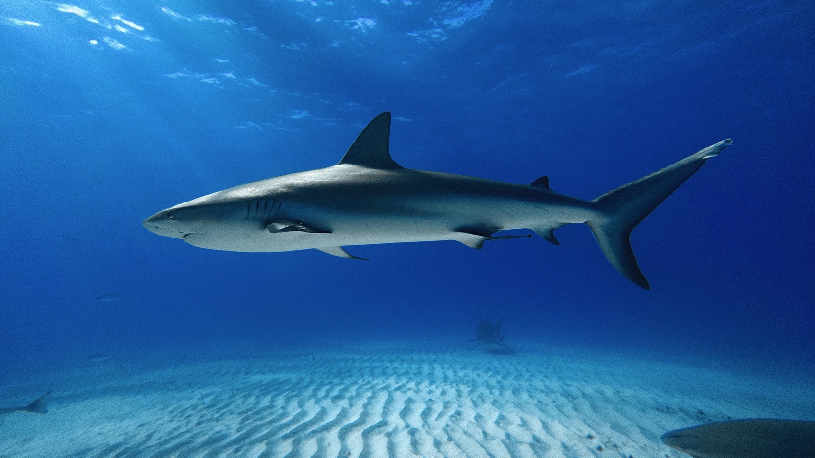 Reef Shark