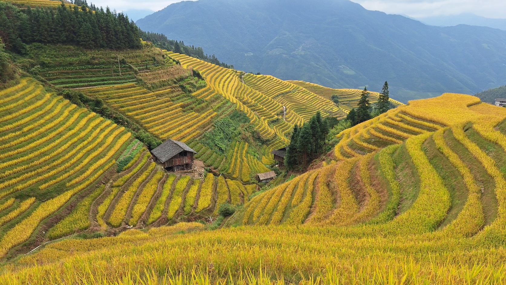 Golden Rice Terraces