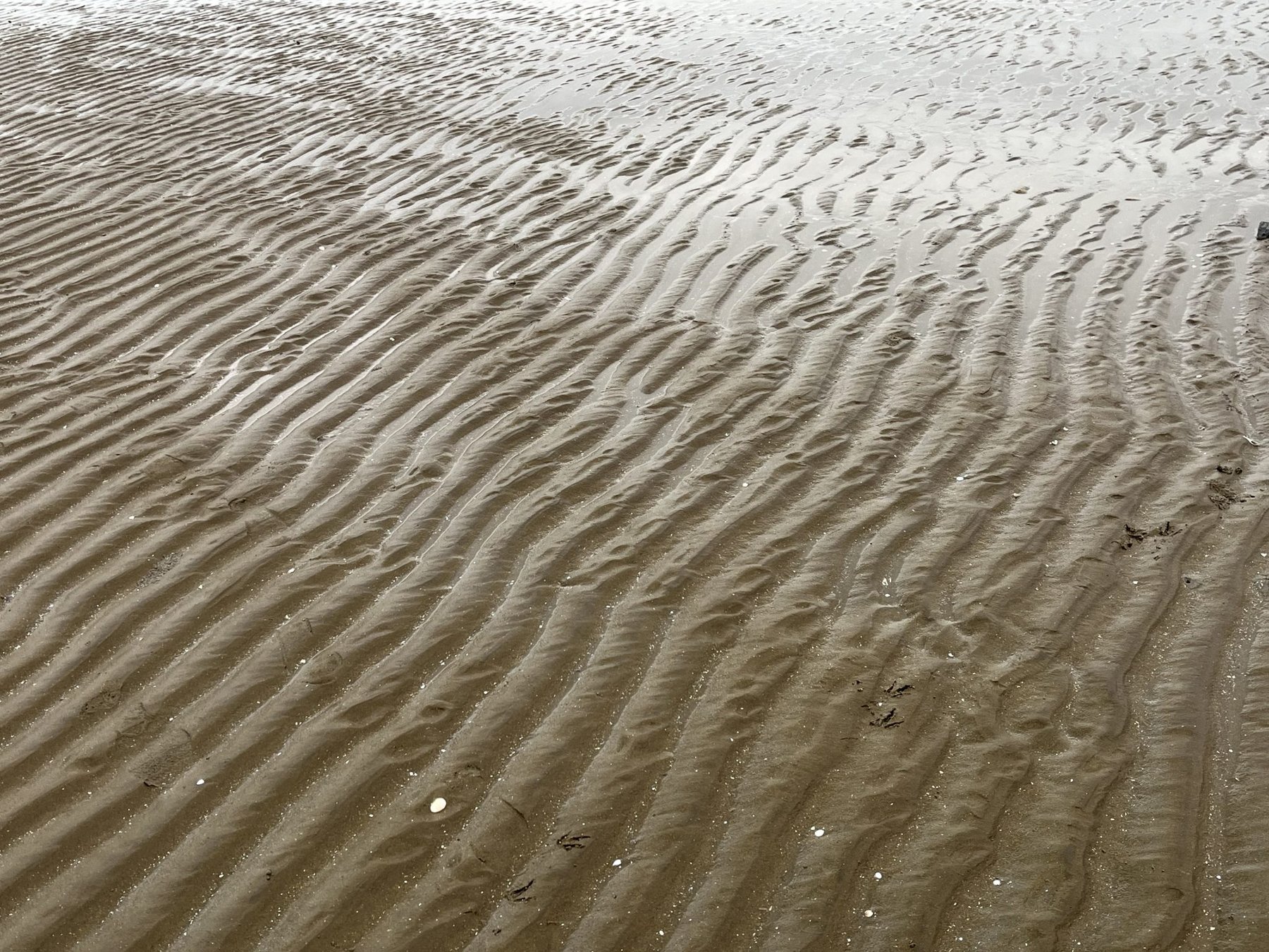 Sand Ripples