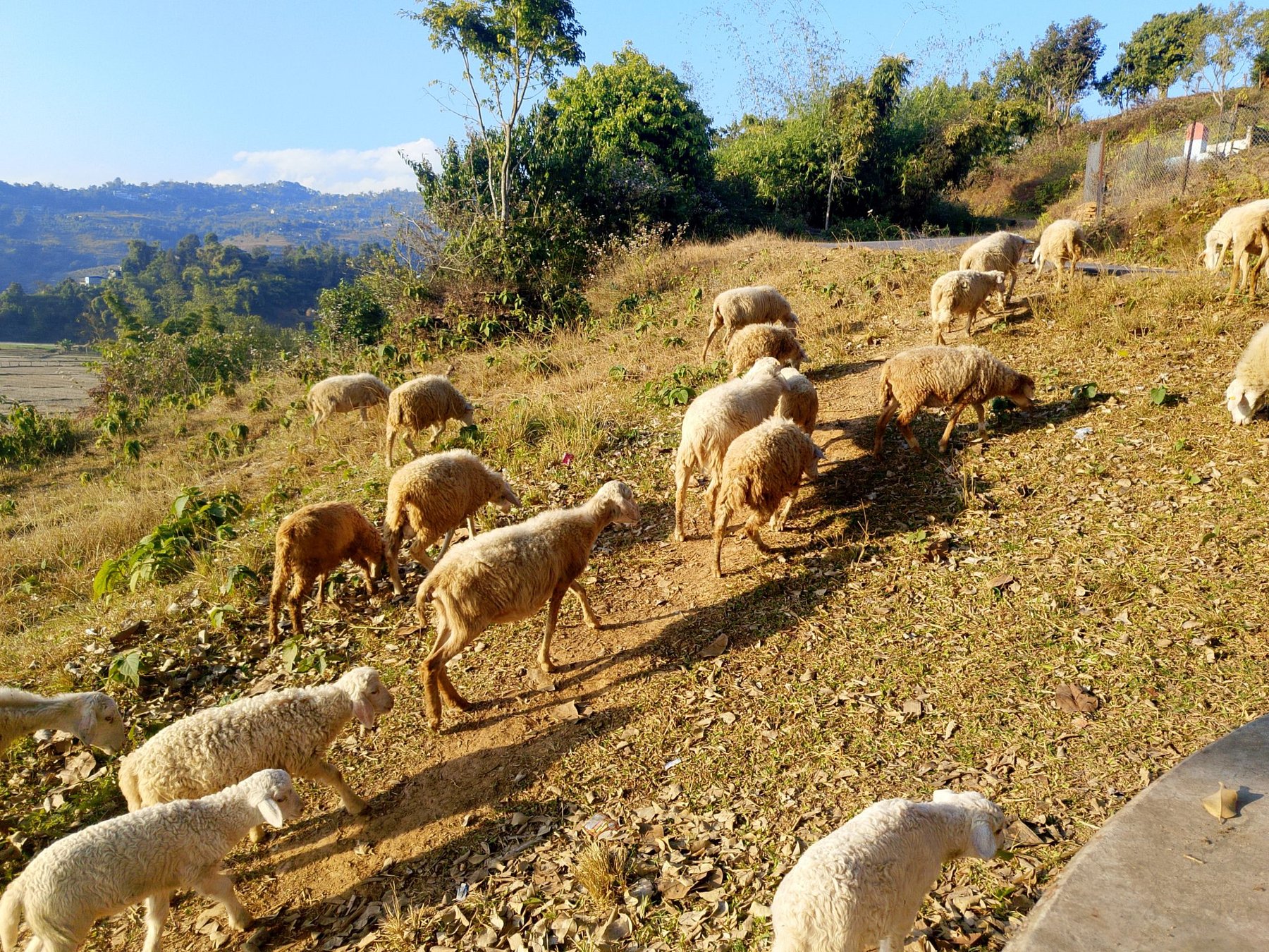 Sheep Grazing the Hillside