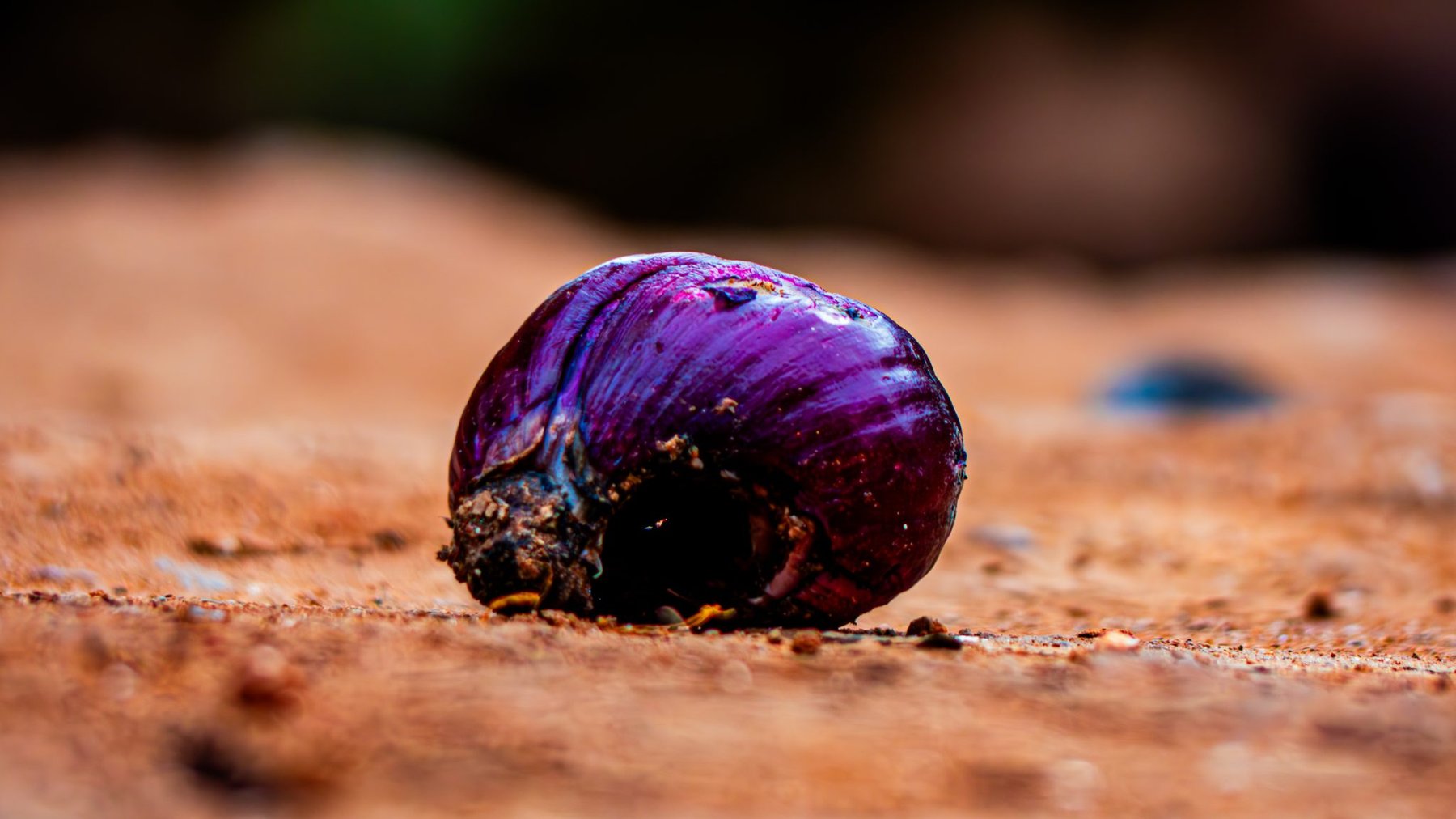 Snail Shell Macro