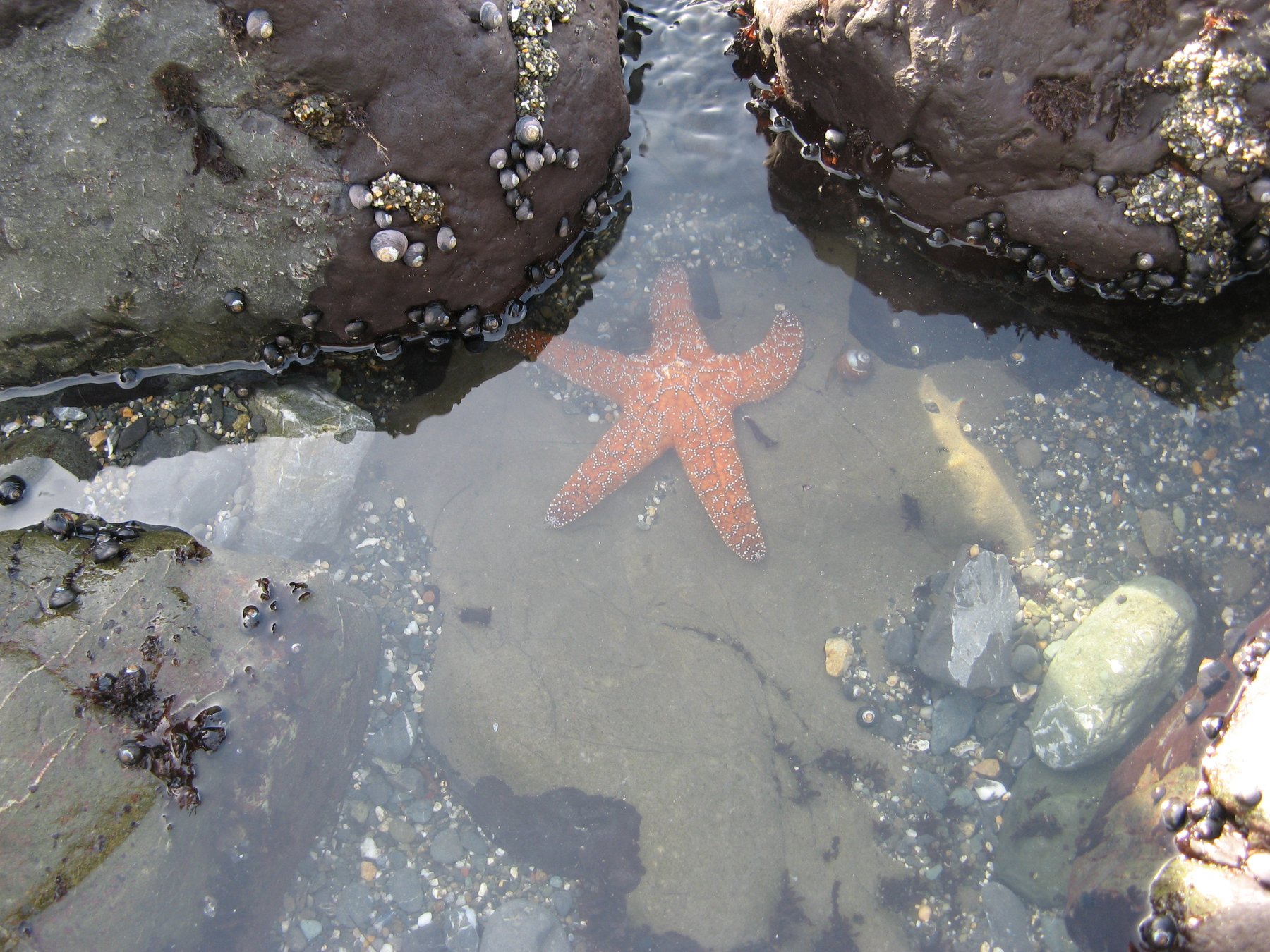 Starfish in a Tide Pool