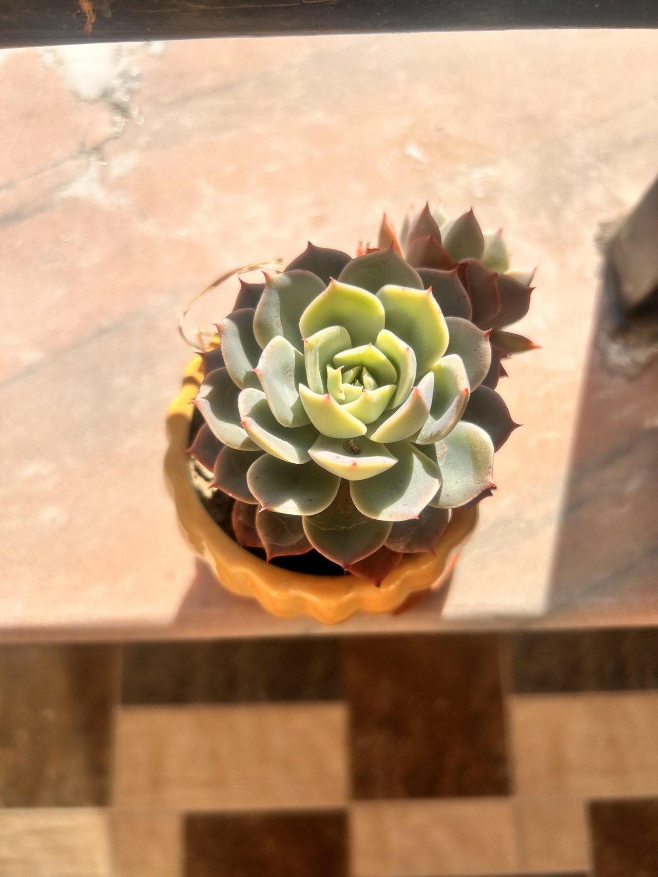 Succulent Rosette