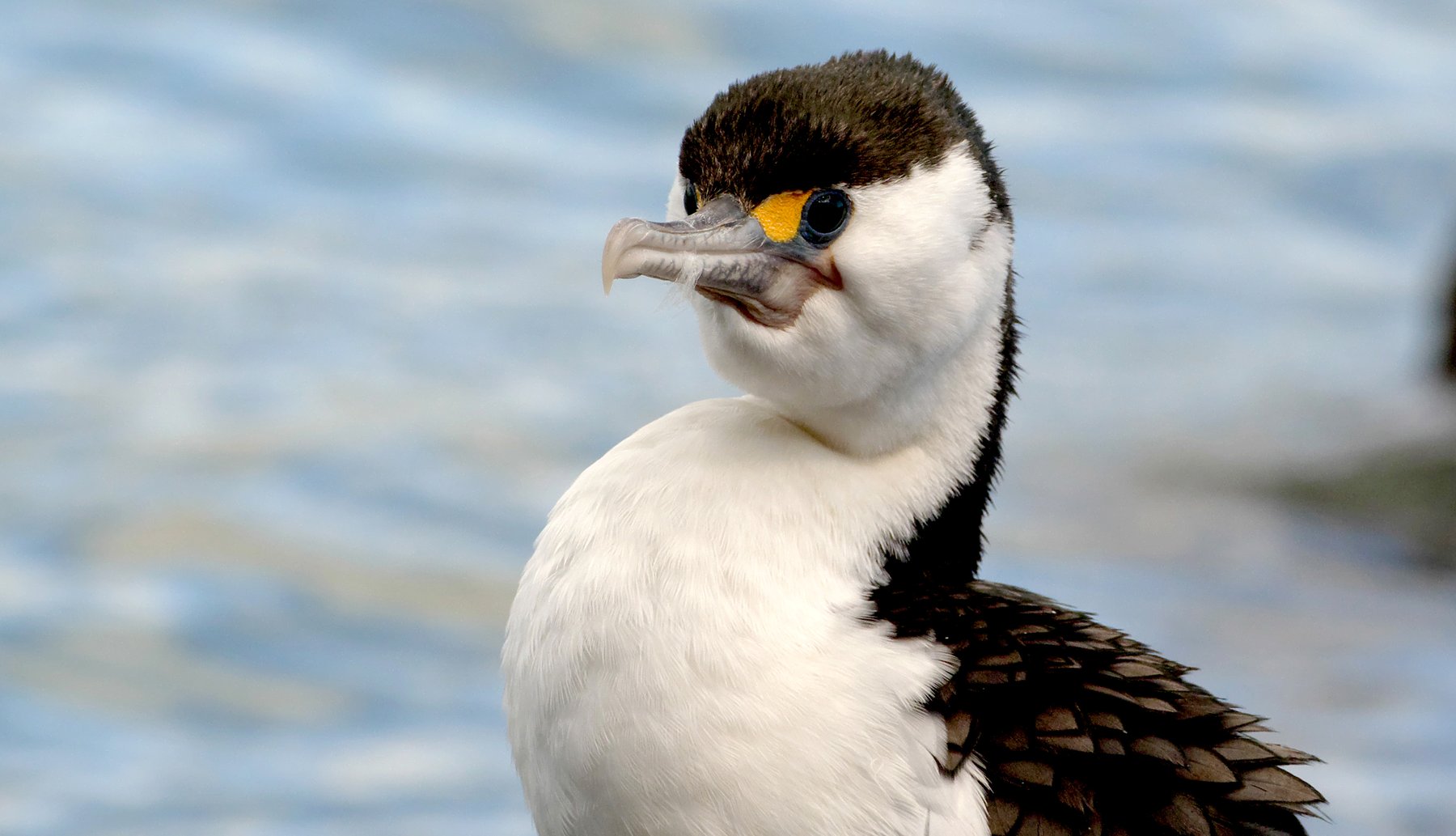 Pied Shag Portrait