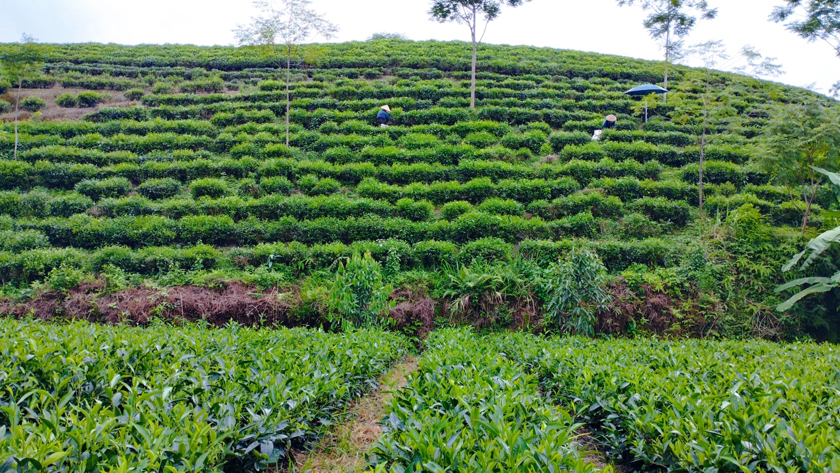 Tea Plantation Rows
