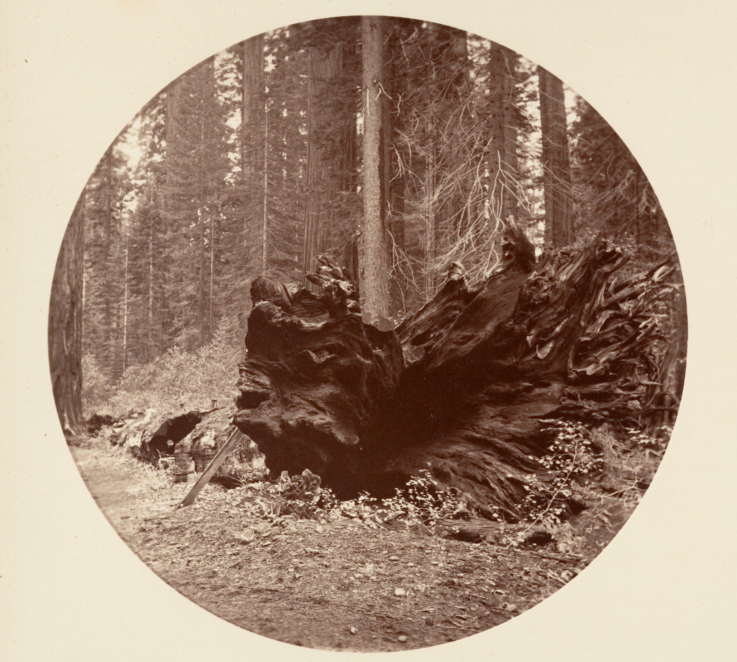 The Father of the Forest 450 ft C. Grove
