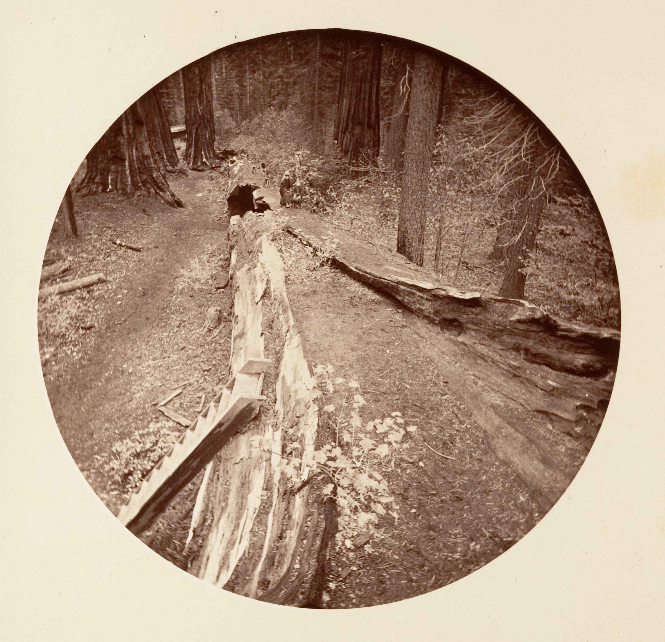 The Father of the Forest 450 Ft Long, C. Grove