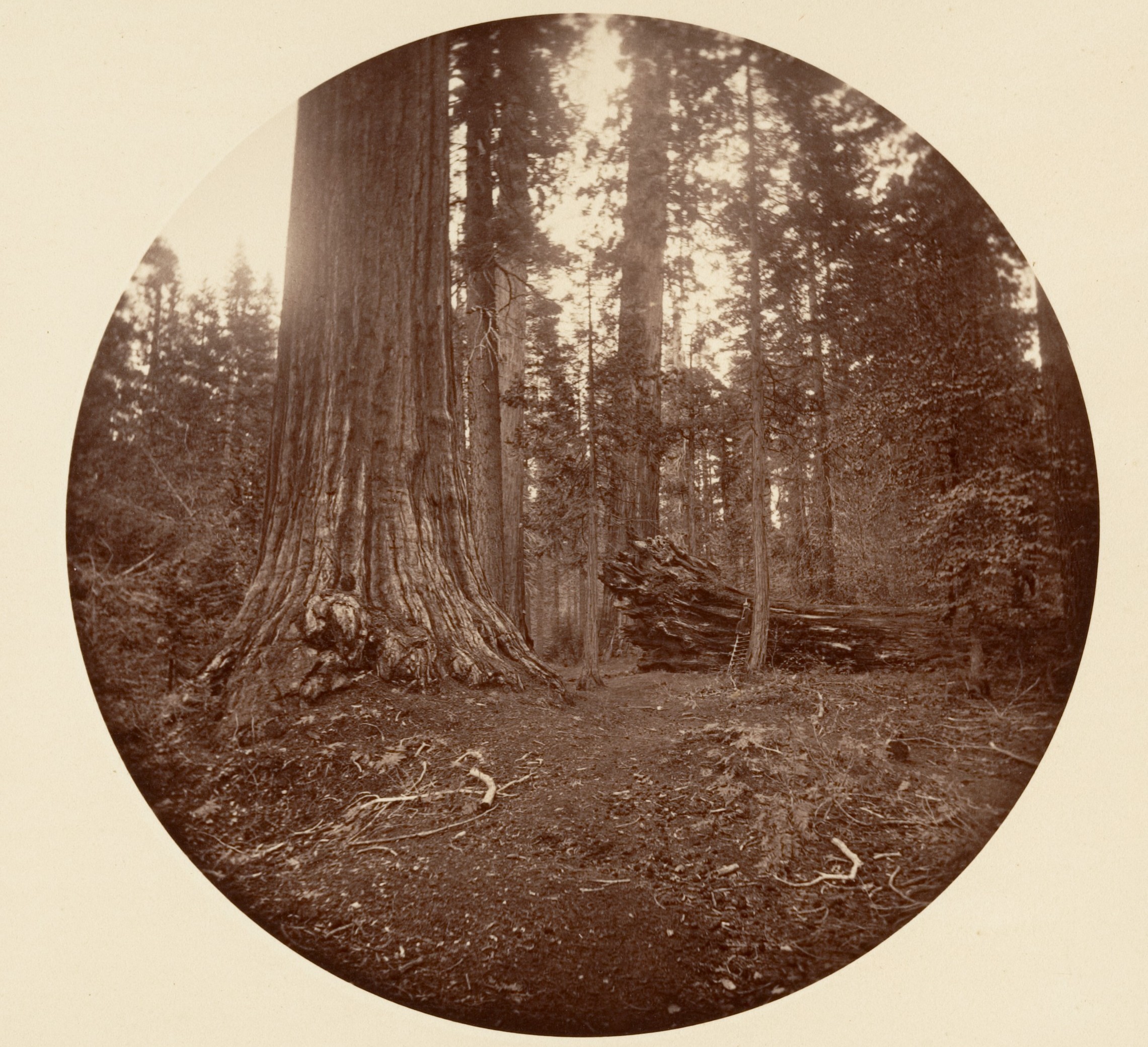 The Father of the Forest - C. Grove