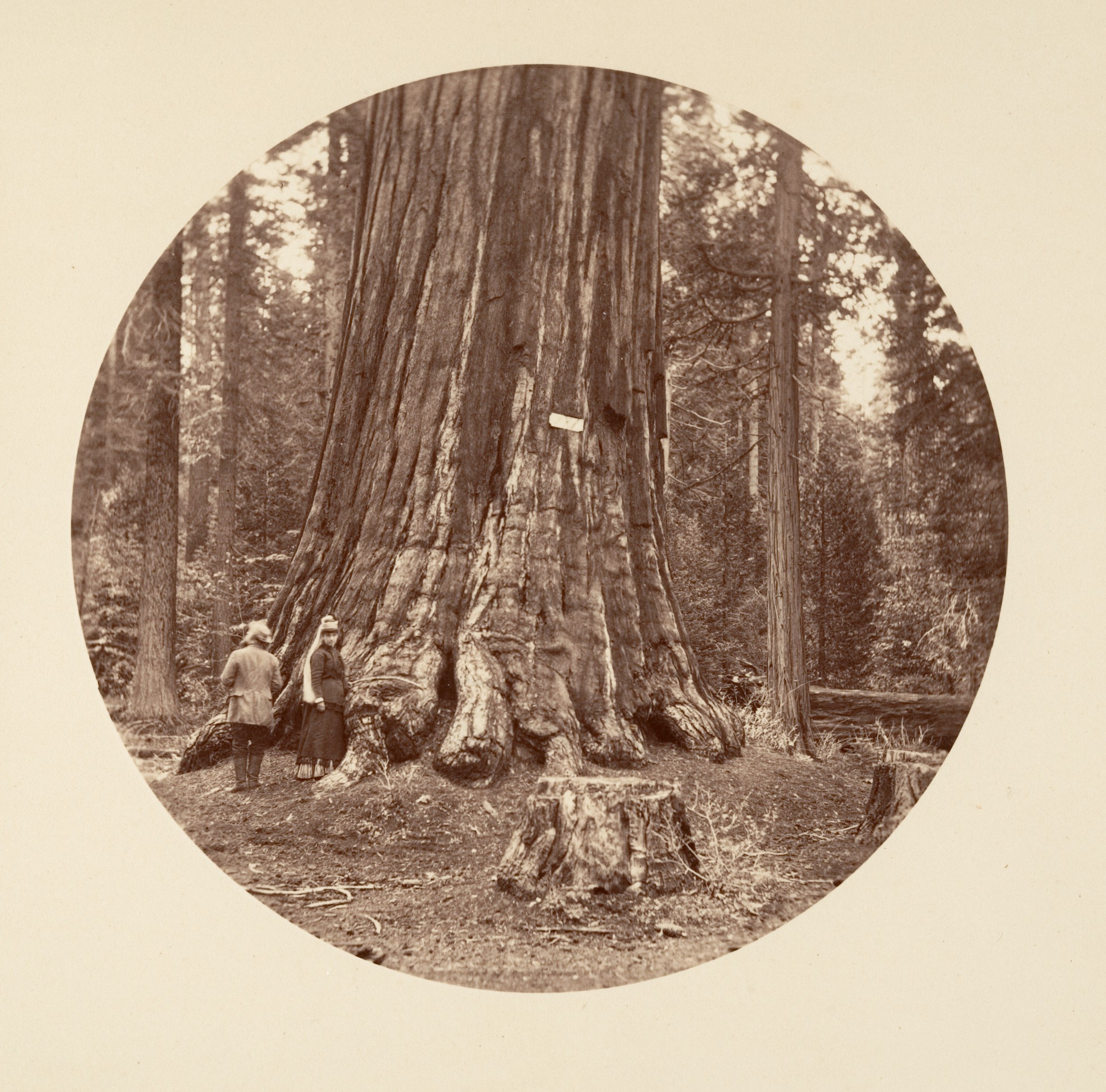 The Pride of the Forest - Calaveras Grove