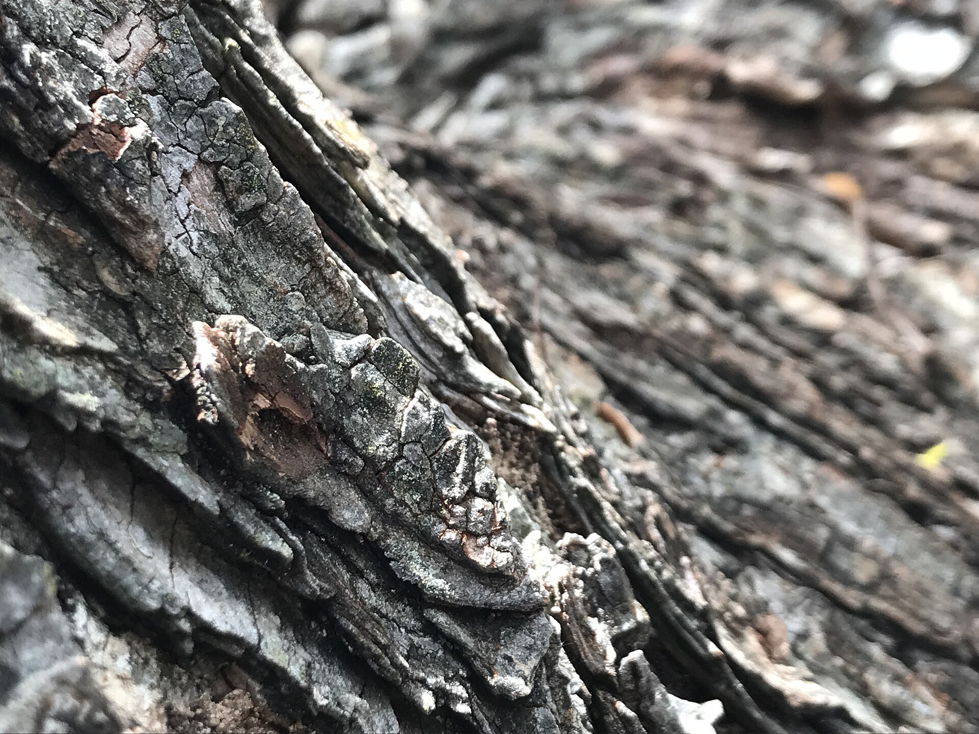 Tree bark brown.jpg