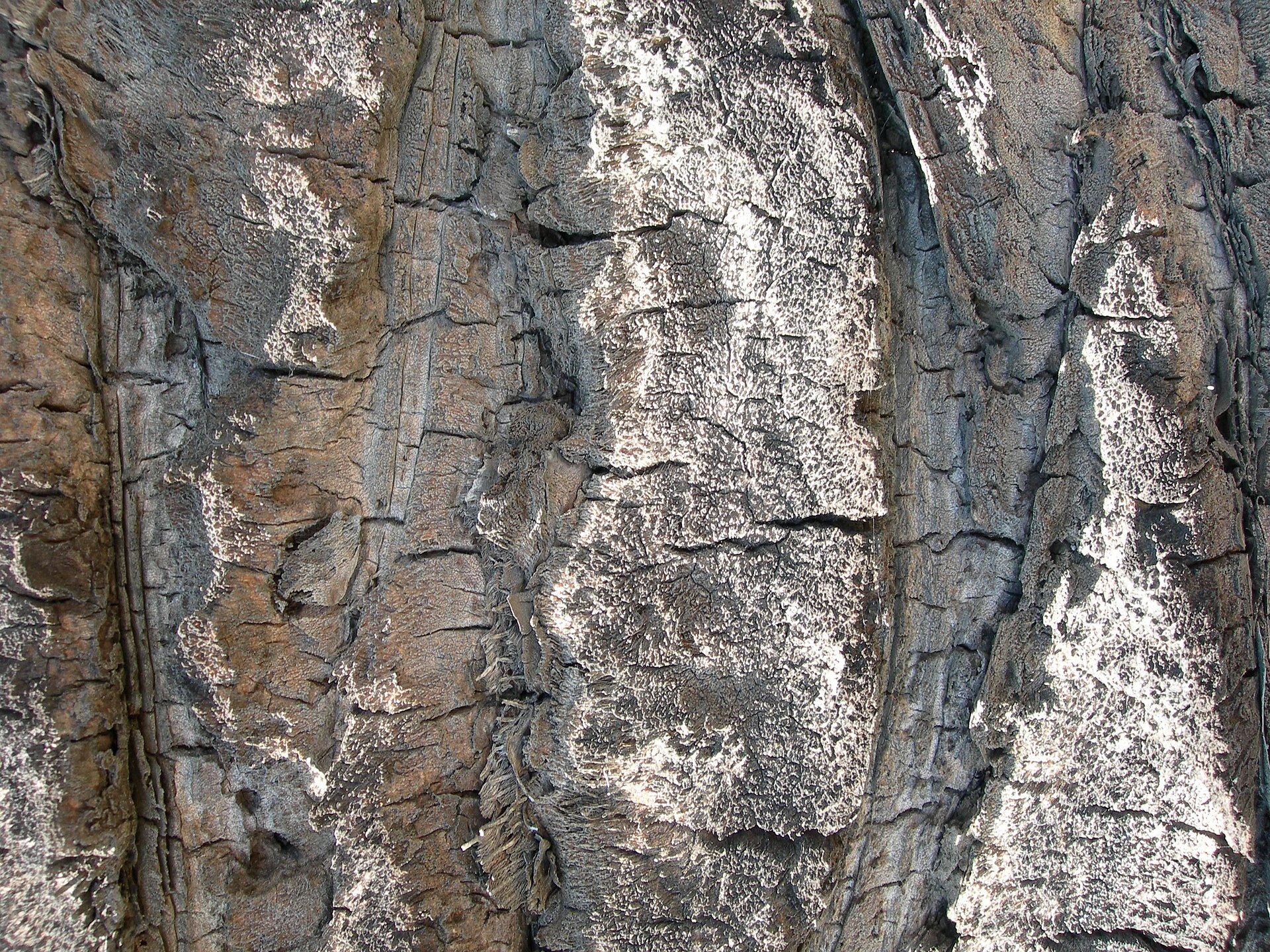 Tree bark pattern.jpg