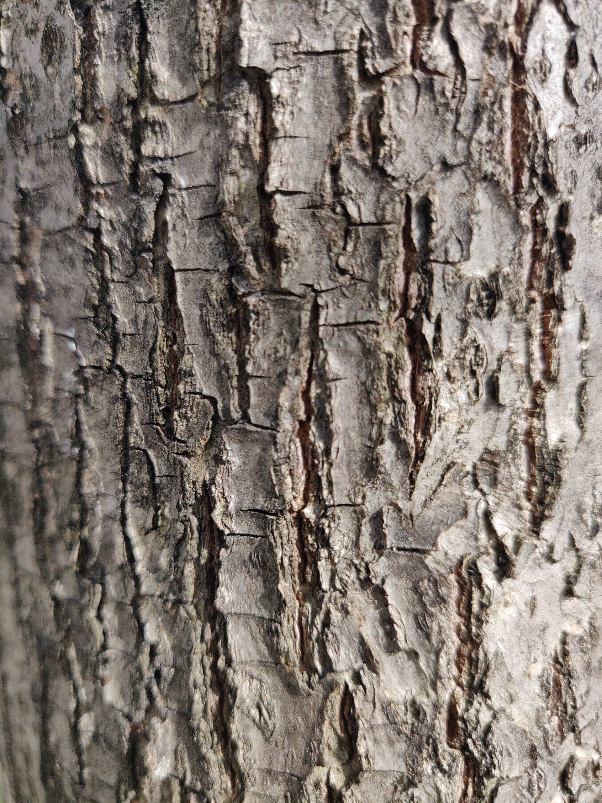 Tree bark texture Washington DC close.jpg
