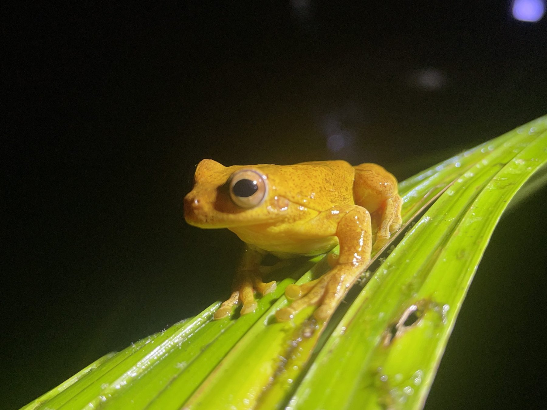 Tree Frog on a Leaf