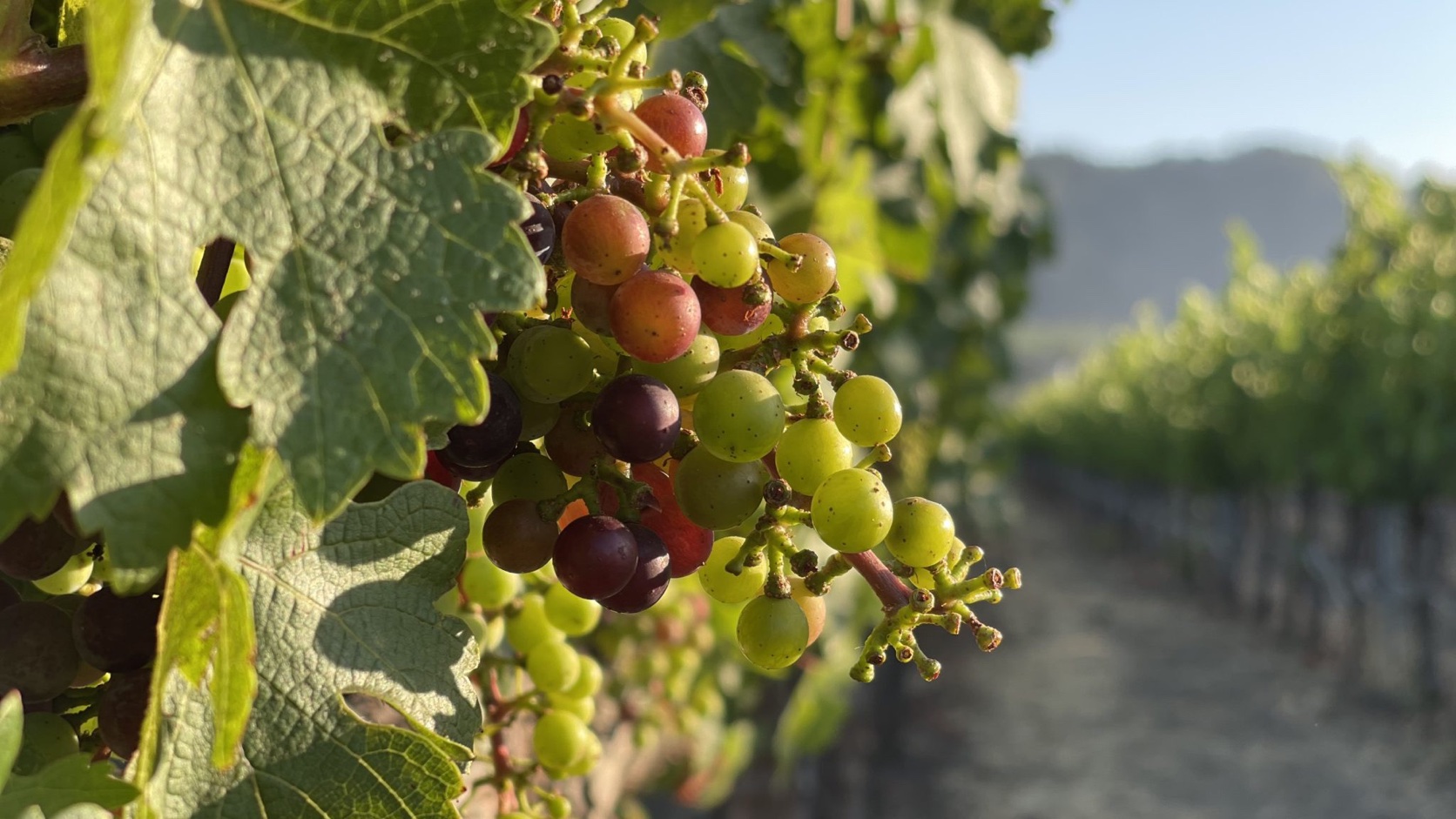 Vineyard Grapes