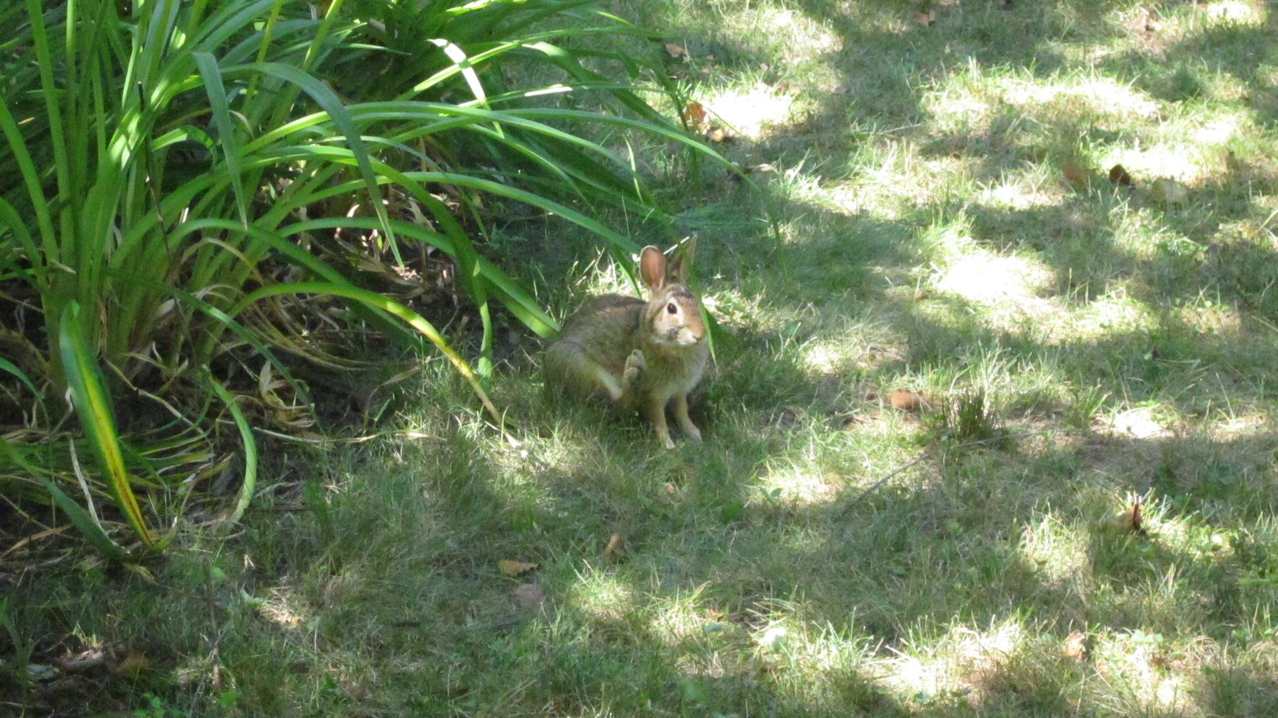 Wild Rabbit in Dappled Shade