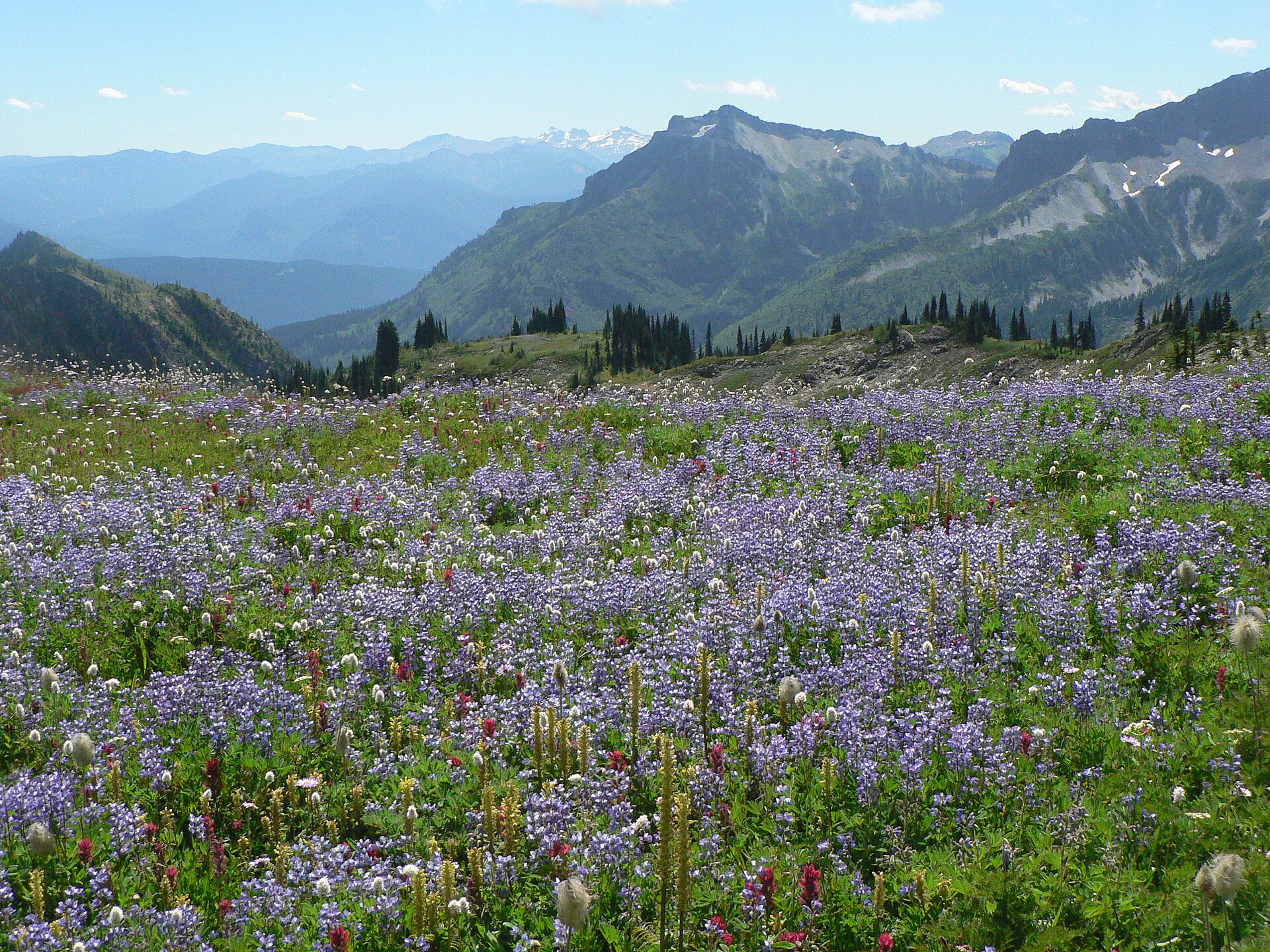 Wildflower Meadow (6997737191).jpg